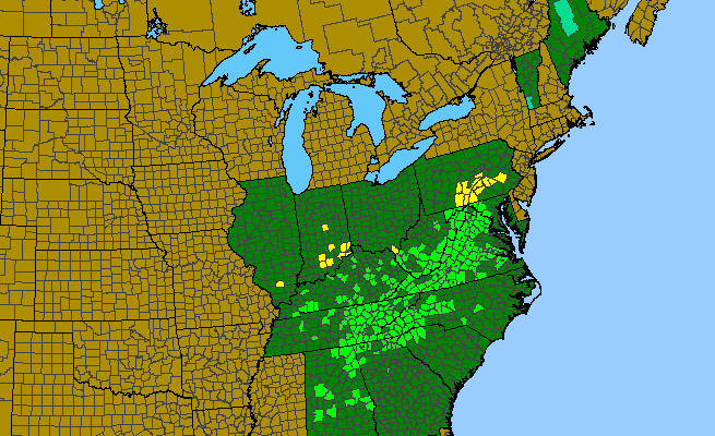 The range of Penstemon canescens