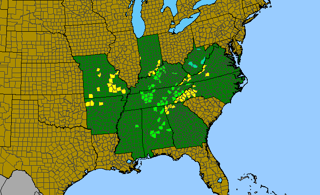 The range of Phlox amplifolia