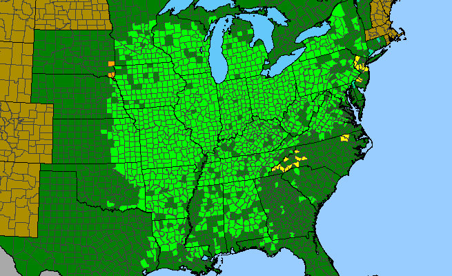 The range of Phlox divaricata