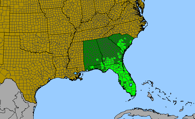 The range of Piriqueta caroliniana