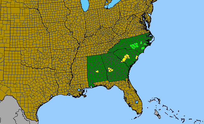 The range of Pityopsis pinifolia