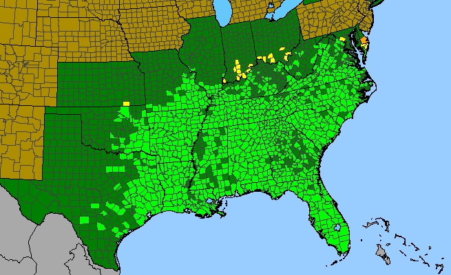 The range of Pleopeltis michauxiana