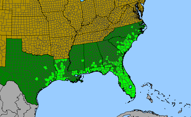The range of Pluchea baccharis