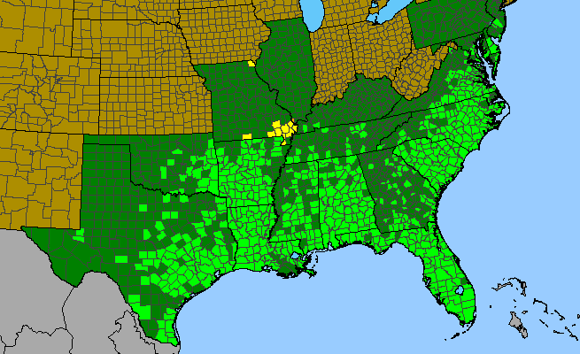 The range of Polypremum procumbens