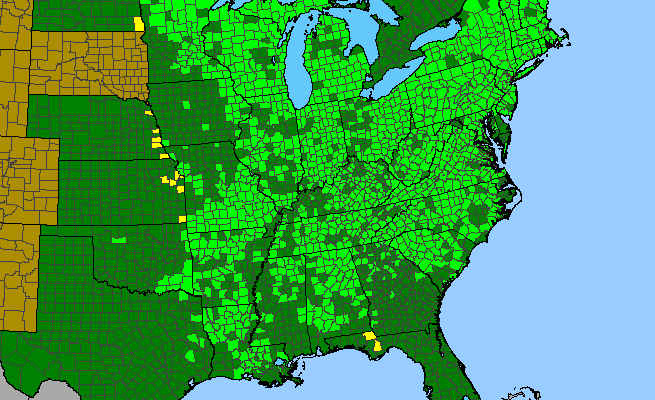 The range of Ranunculus recurvatus