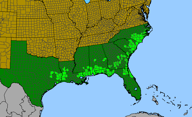 The range of Rhexia lutea