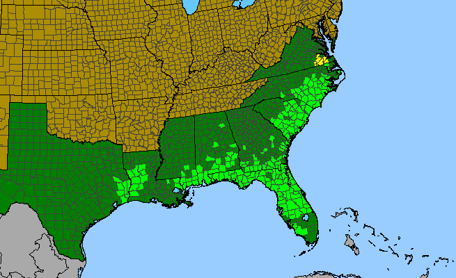 The range of Rhexia petiolata