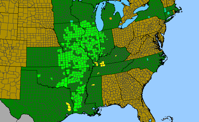 The range of Rudbeckia subtomentosa