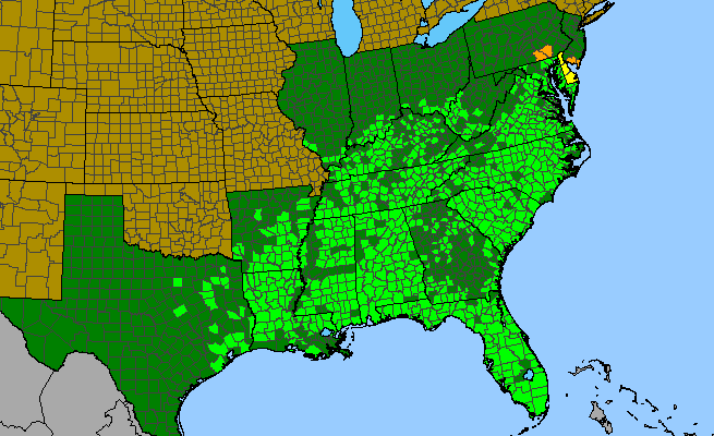 The range of Ruellia caroliniensis