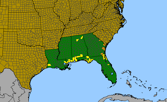 The range of Ruellia noctiflora