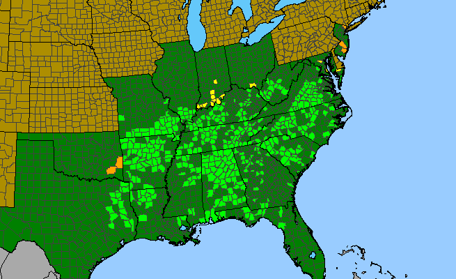 The range of Saccharum alopecuroides