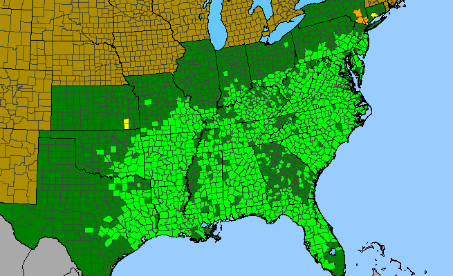 The range of Salvia lyrata