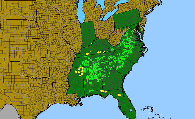 The range of Salvia urticifolia