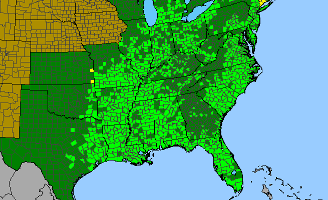 The range of Saururus cernuus