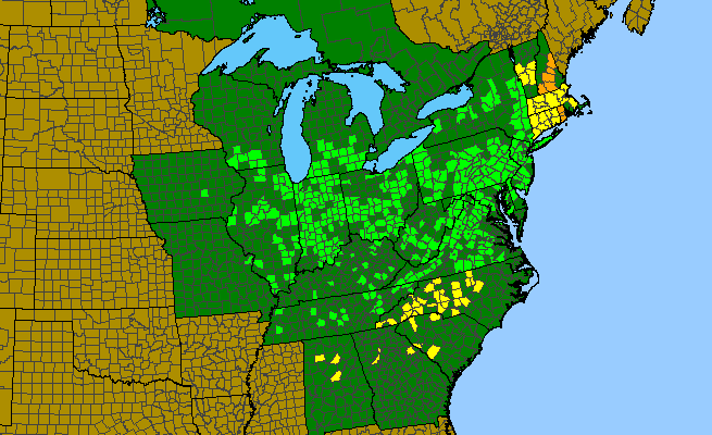 The range of Senna hebecarpa
