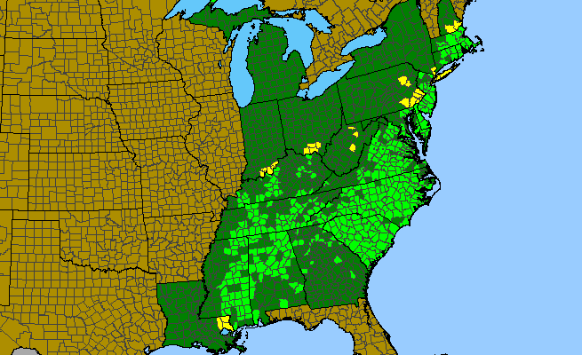 The range of Sericocarpus linifolius