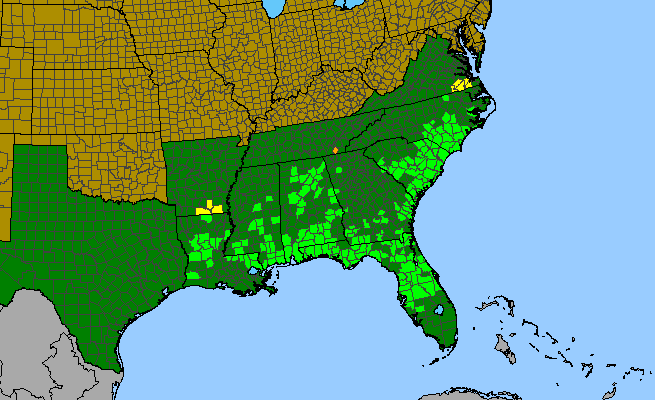 The range of Seymeria cassioides