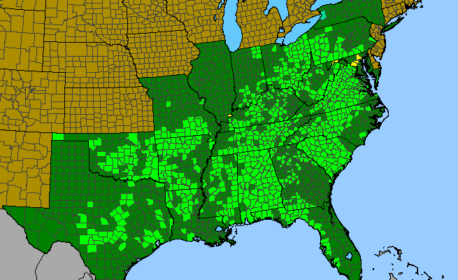 The range of Silphium asteriscus