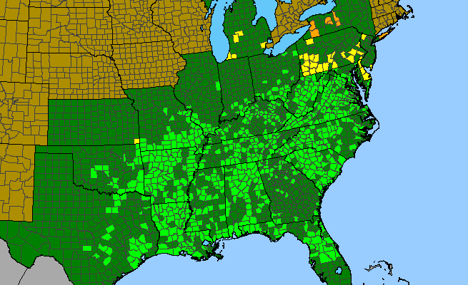 The range of Smallanthus uvedalia