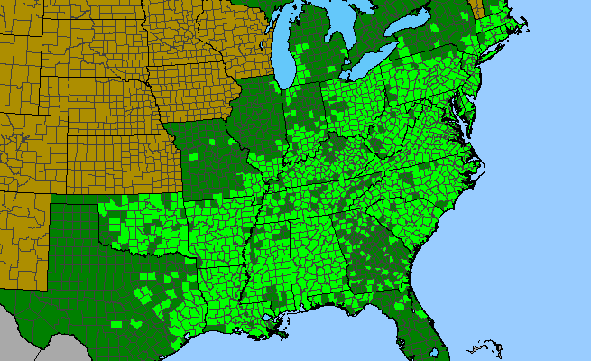 The range of Smilax rotundifolia