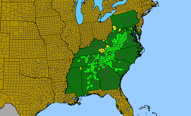 The range of Solidago curtisii