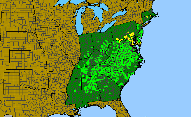 The range of Solidago erecta