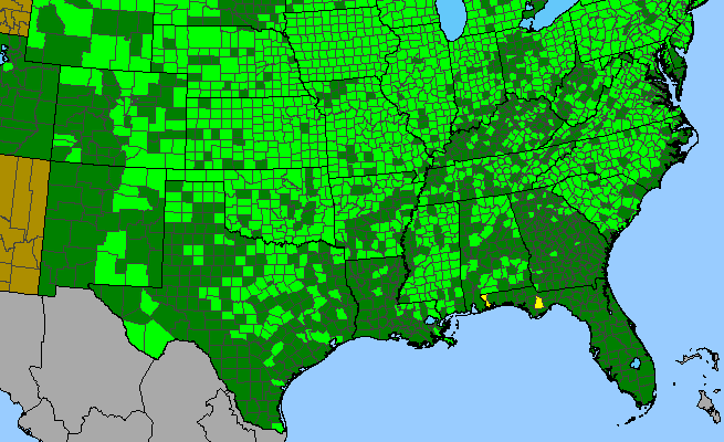 The range of Solidago gigantea