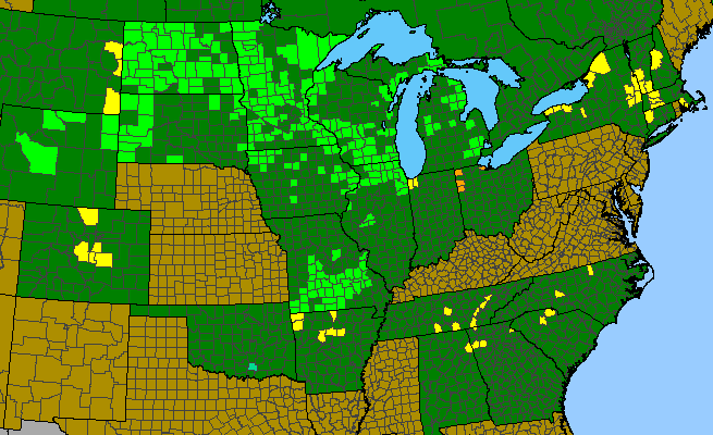 The range of Solidago ptarmicoides