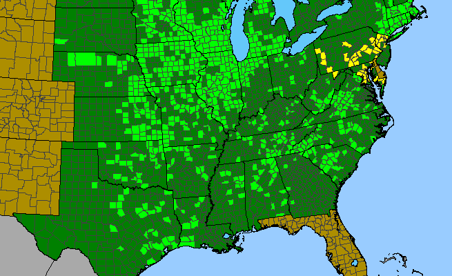 The range of Solidago rigidiuscula