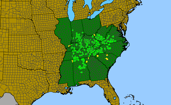 The range of Solidago sphacelata