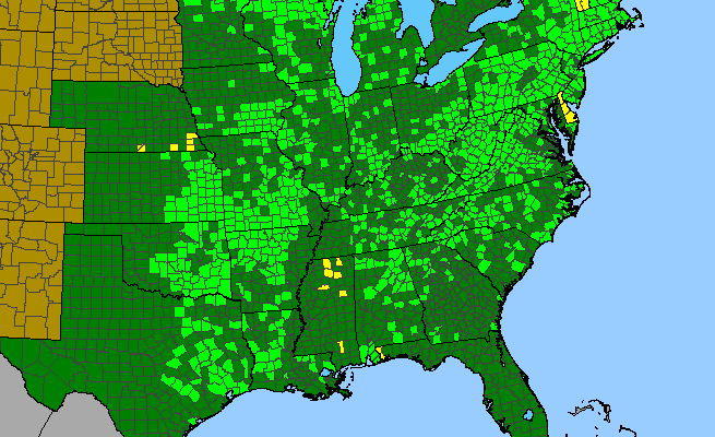 The range of Spiranthes lacera var. gracilis