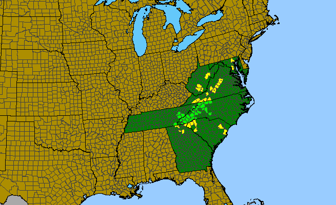 The range of Stachys latidens