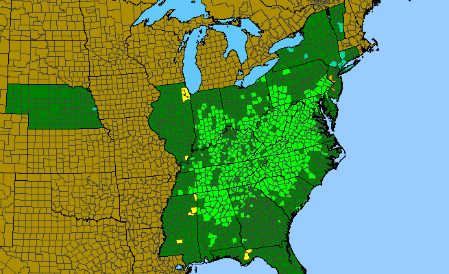 The range of Stellaria pubera
