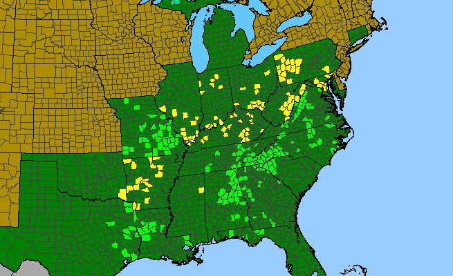 The range of Stenanthium gramineum
