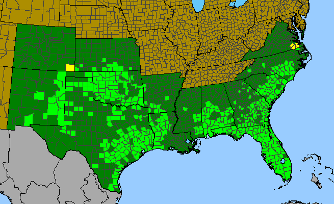 The range of Stillingia sylvatica