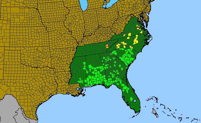 The range of Tetragonotheca helianthoides