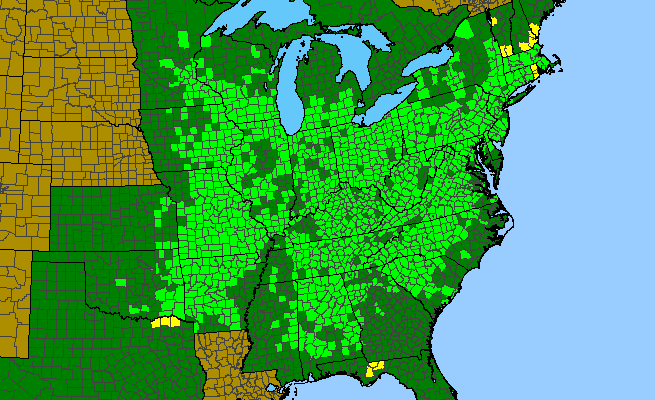 The range of Thalictrum thalictroides