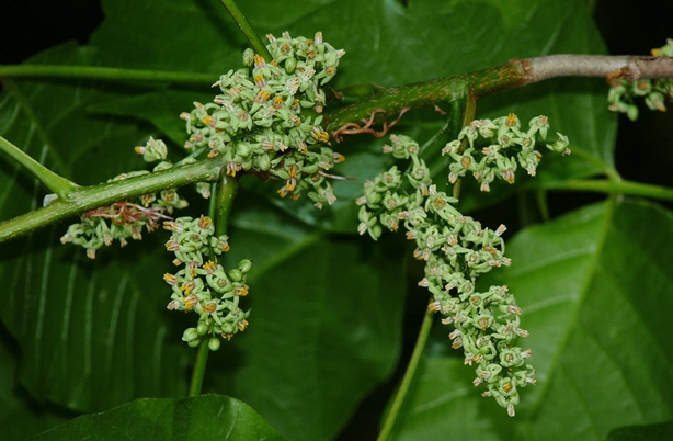 Toxicodendron radicans