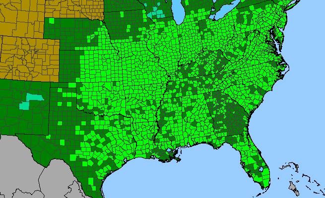 The range of Tridens flavus