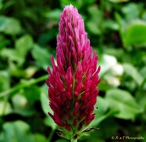 Trifolium incarnatum