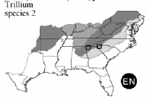 The range of Trillium 'Amicalola'