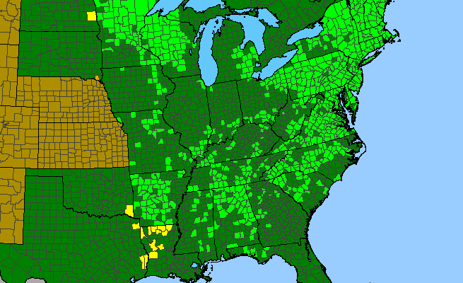 The range of Uvularia sessilifolia