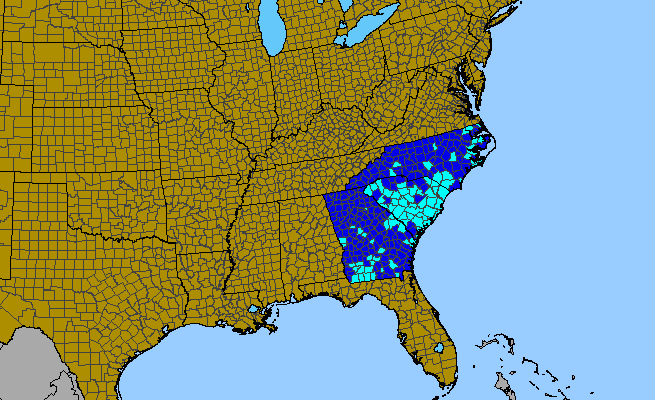 The range of Verbena bonariensis