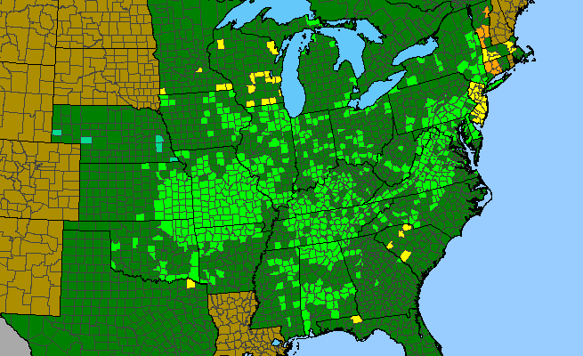 The range of Verbena simplex