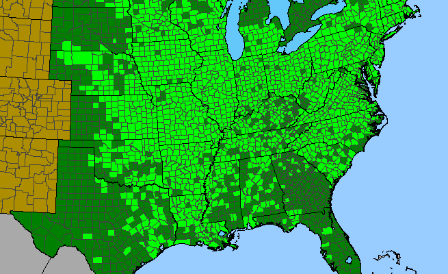 The range of Verbena urticifolia