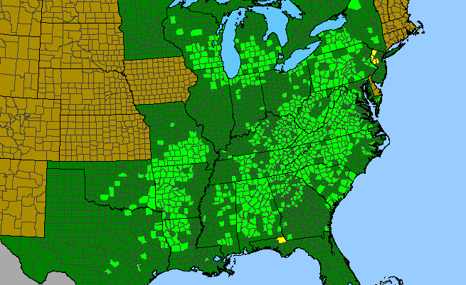The range of Vicia caroliniana
