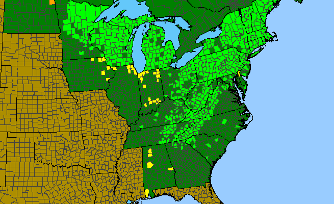 The range of Viola blanda