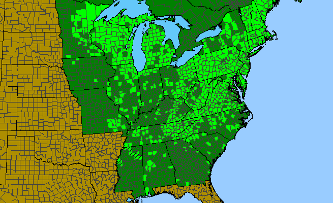 The range of Viola cucullata