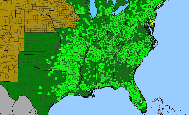 The range of Viola palmata