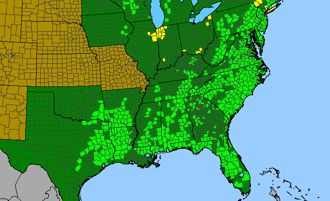 The range of Viola primulifolia